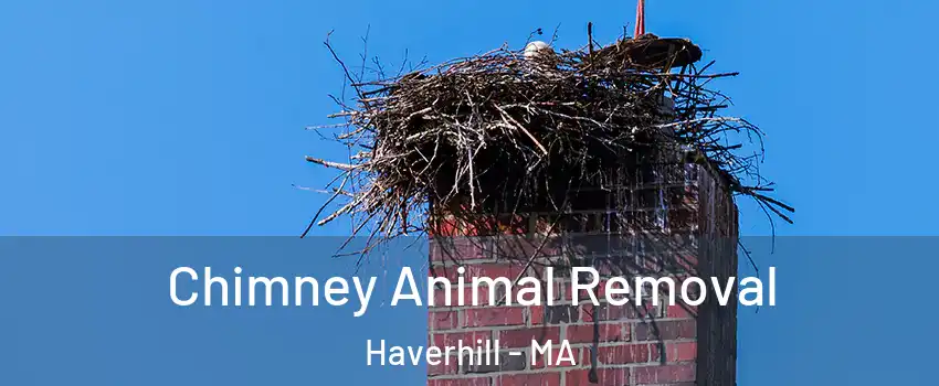 Chimney Animal Removal Haverhill - MA