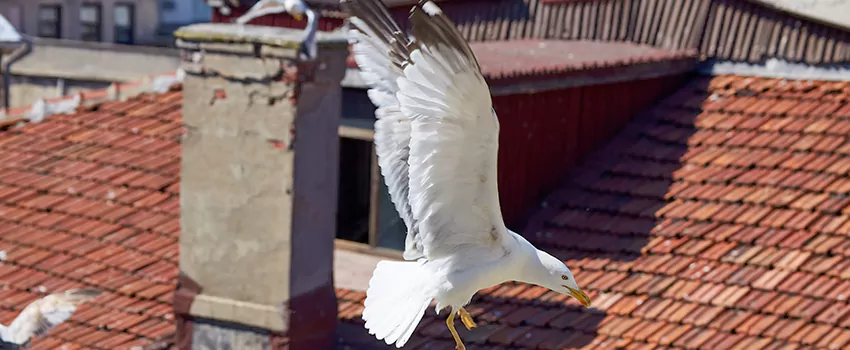 Residential Chimney Animal Removal Solution in Haverhill, MA