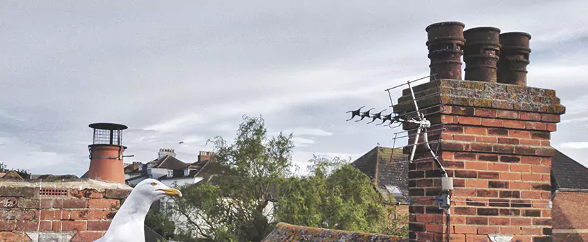 Chimney Cleaning And Restoration in Haverhill, Massachusetts